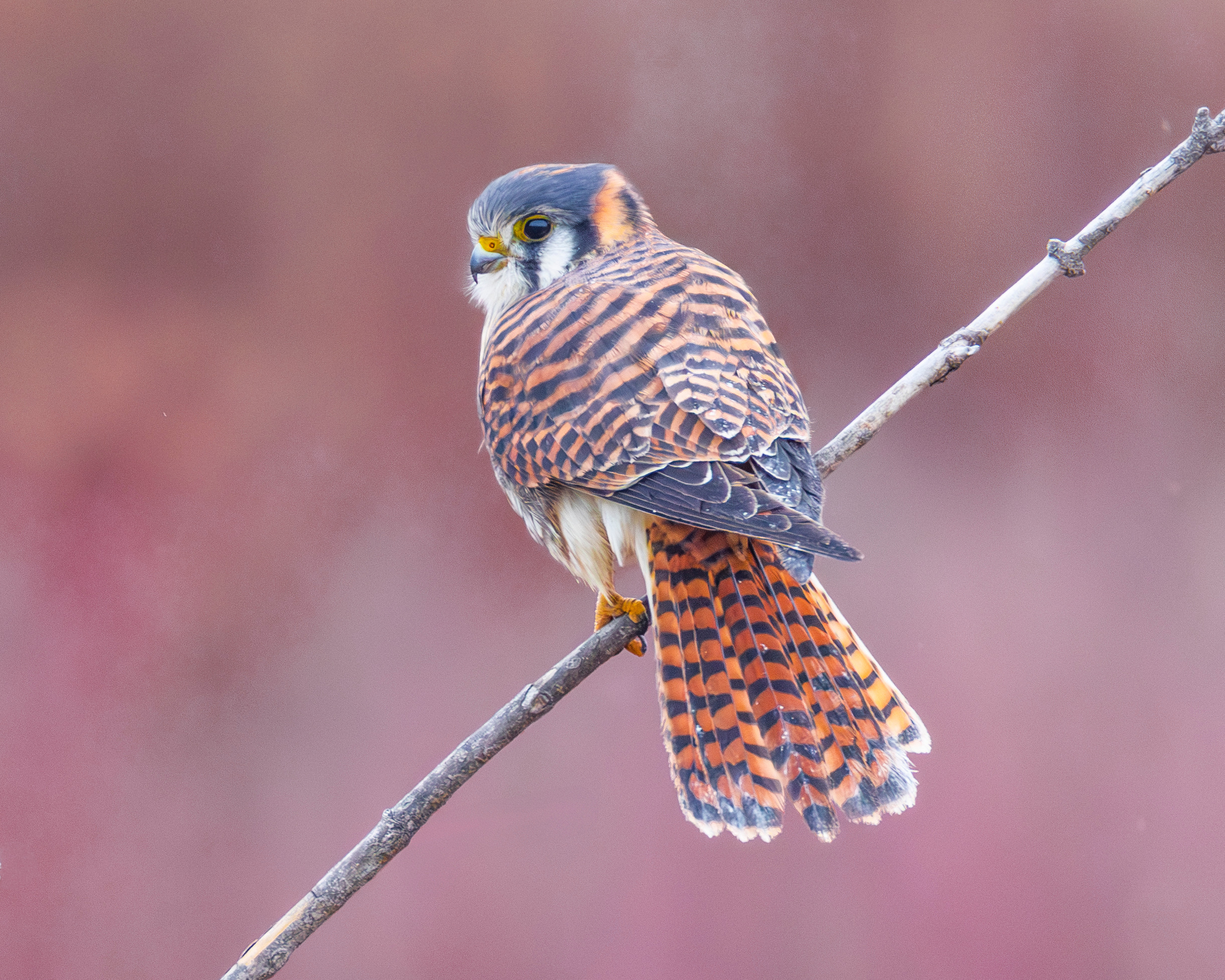 
        <div class='title'>
           12A5952 Enhanced NR
        </div>
       