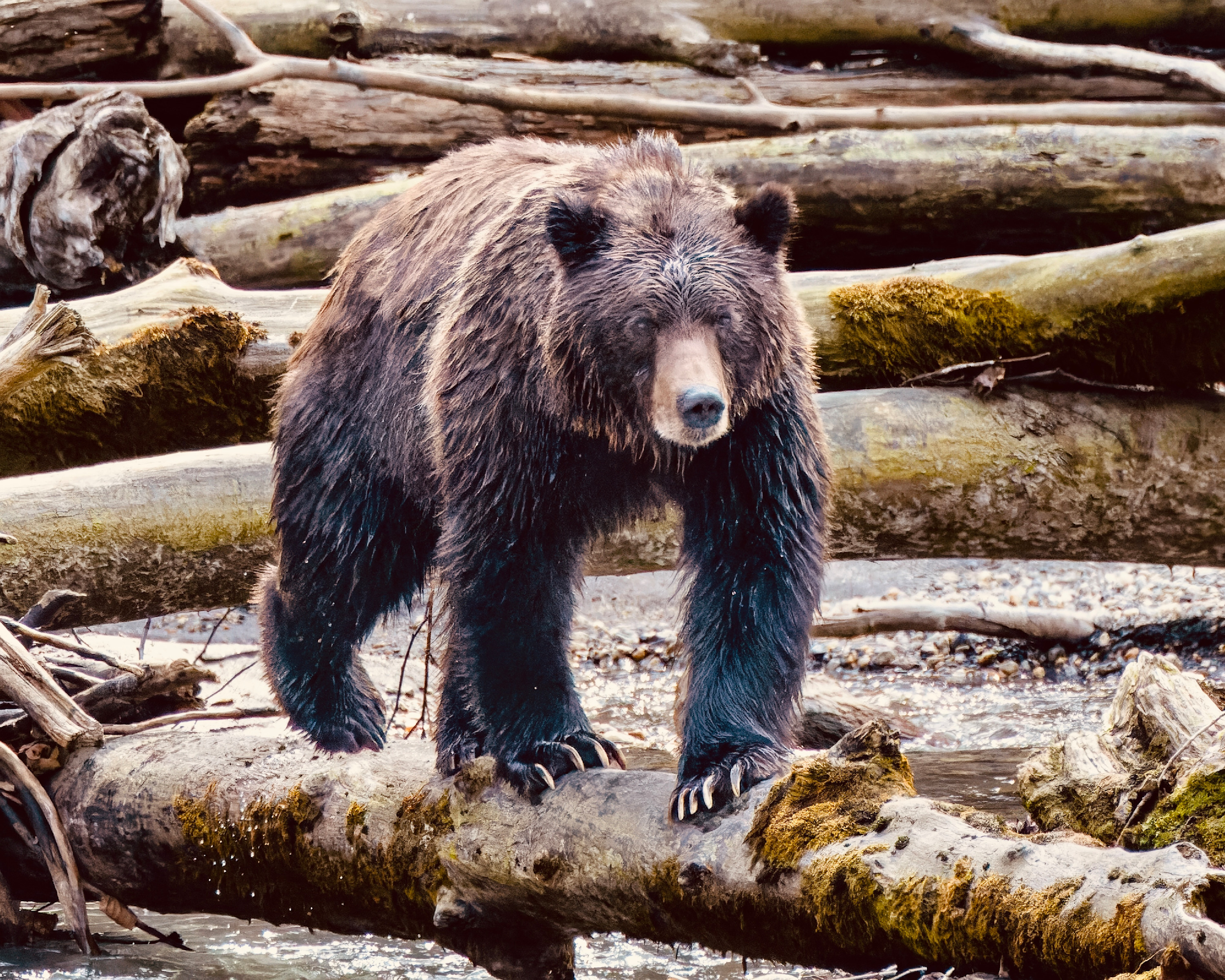 
        <div class='title'>
          GrizzlyBears 220915 0059 DP g high fidelity v2 2x
        </div>
       