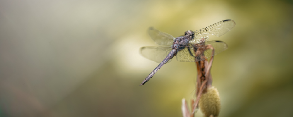 
        <div class='title'>
          Copy of Untitled Design (2)
        </div>
       