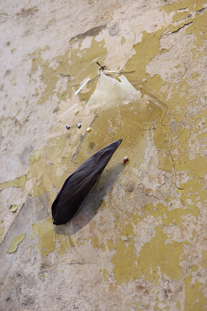 Memories of Corn and Rice — View 24 — Jay Lee