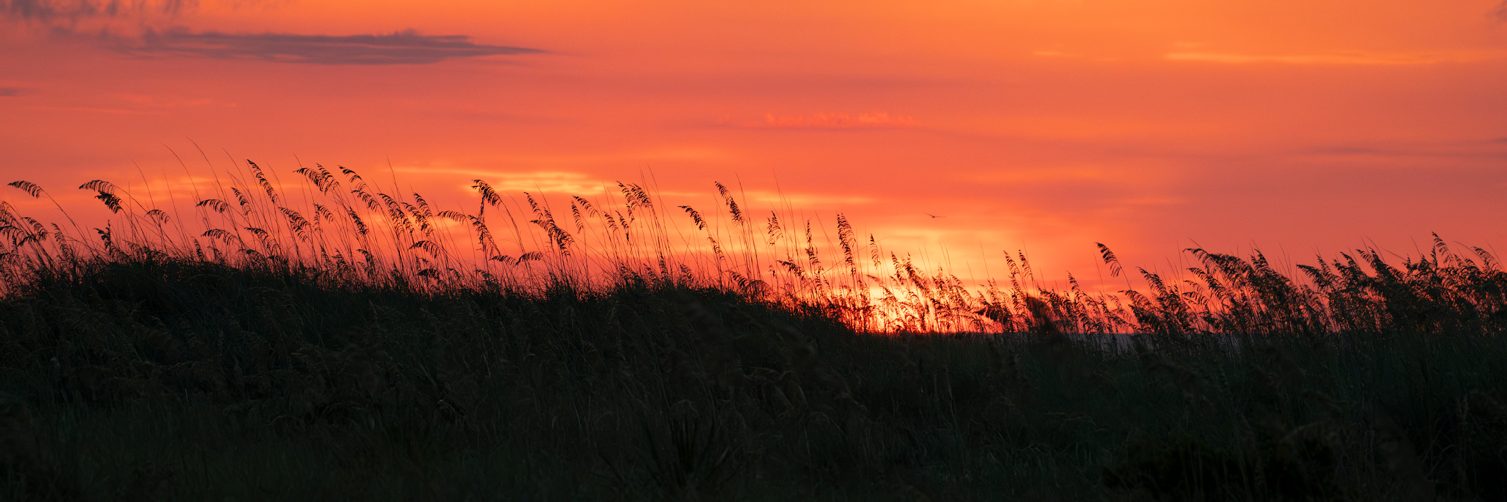 
        <div class='title'>
          Dsc 8964 1 36X12 Hilton Head Sc Don Parenta
        </div>
       