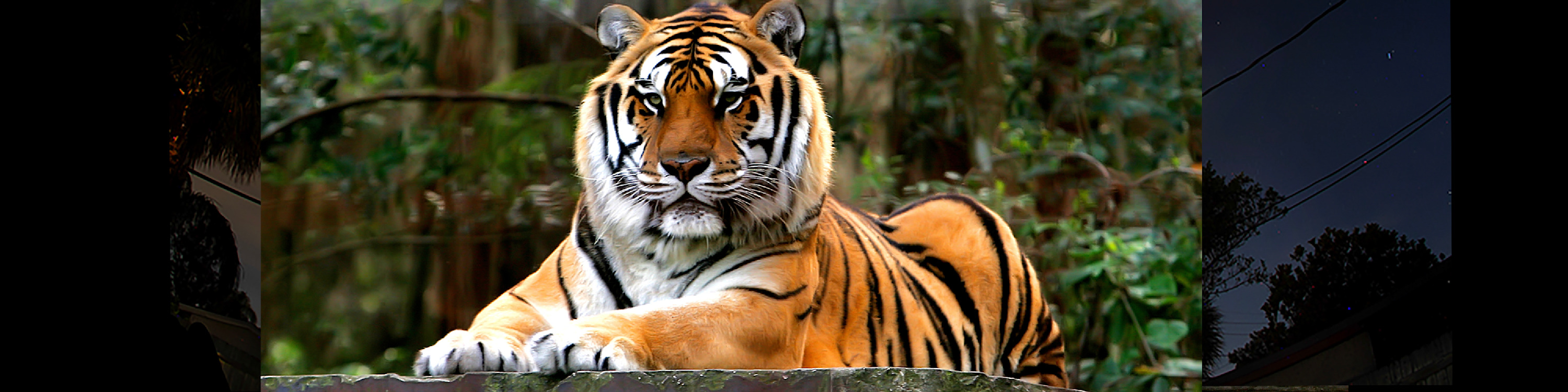 
        <div class='title'>
          Web Site Billboard 3
        </div>
       