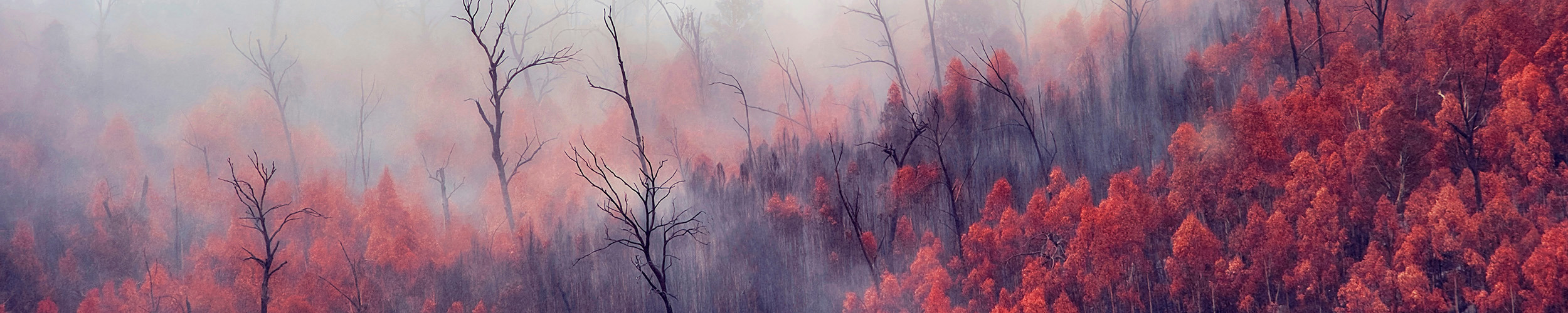 
        <div class='title'>
          Black Summer Ghosts red trees bushfire burnt Namadgi mist smoke copy
        </div>
       
