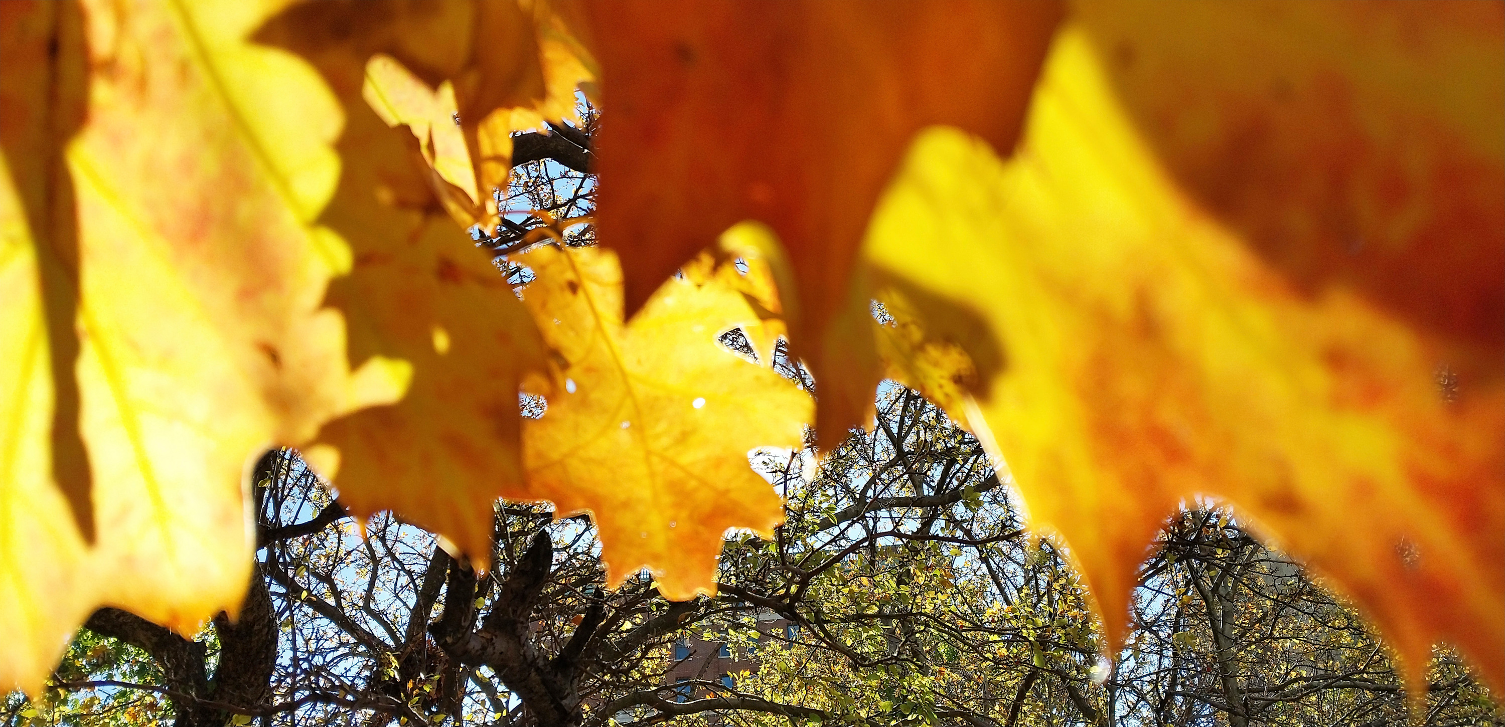 
        <div class='title'>
          Undeer Leaves 1
        </div>
       