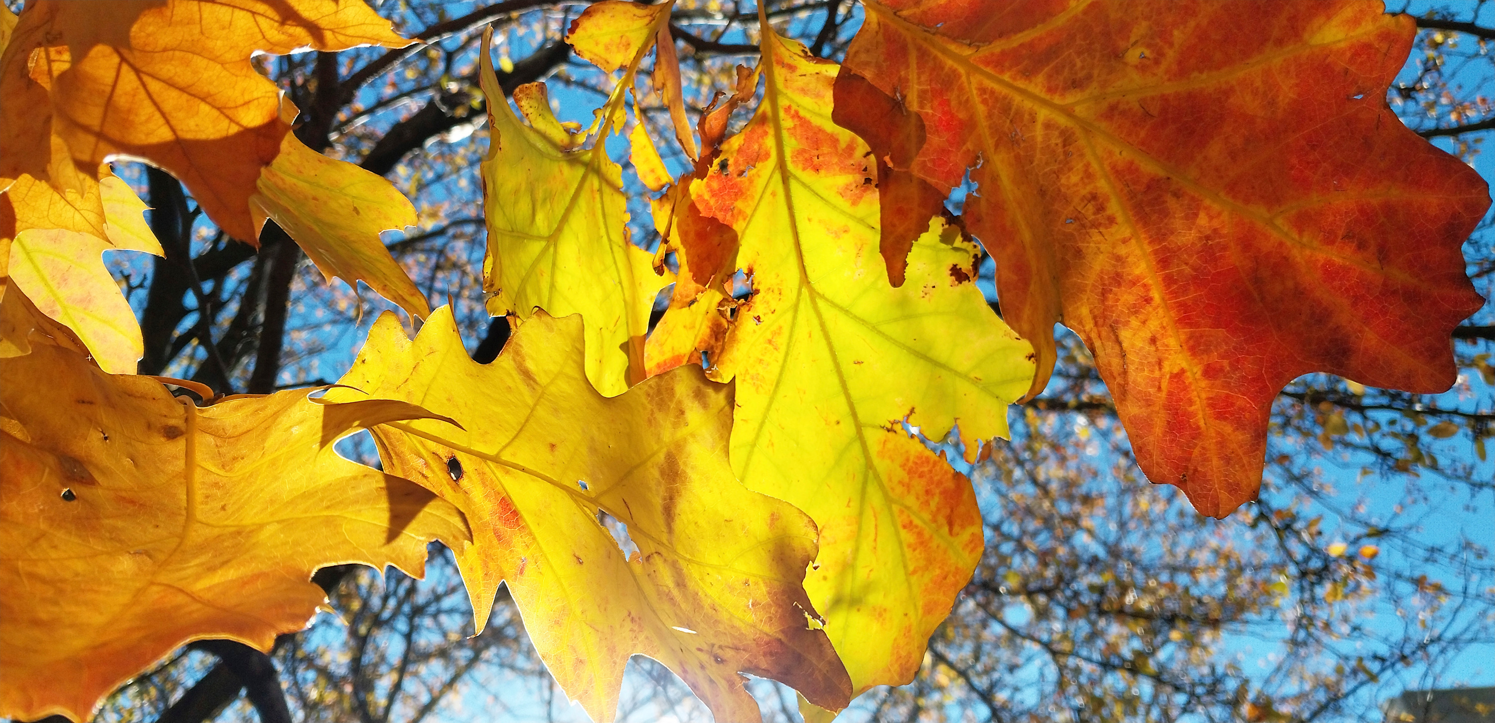 
        <div class='title'>
          Leaves fall under 1
        </div>
       