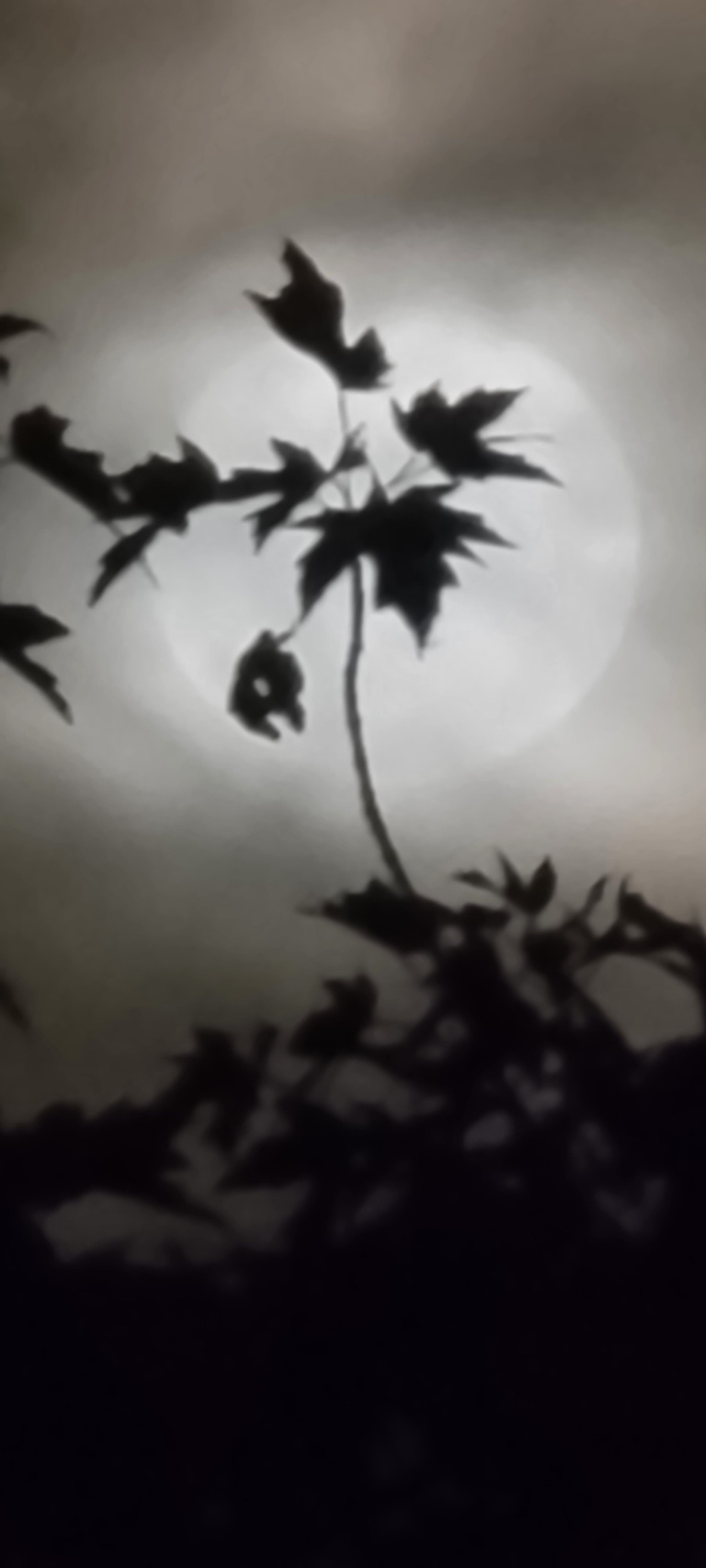 
        <div class='title'>
          Tree in full moon 1
        </div>
       