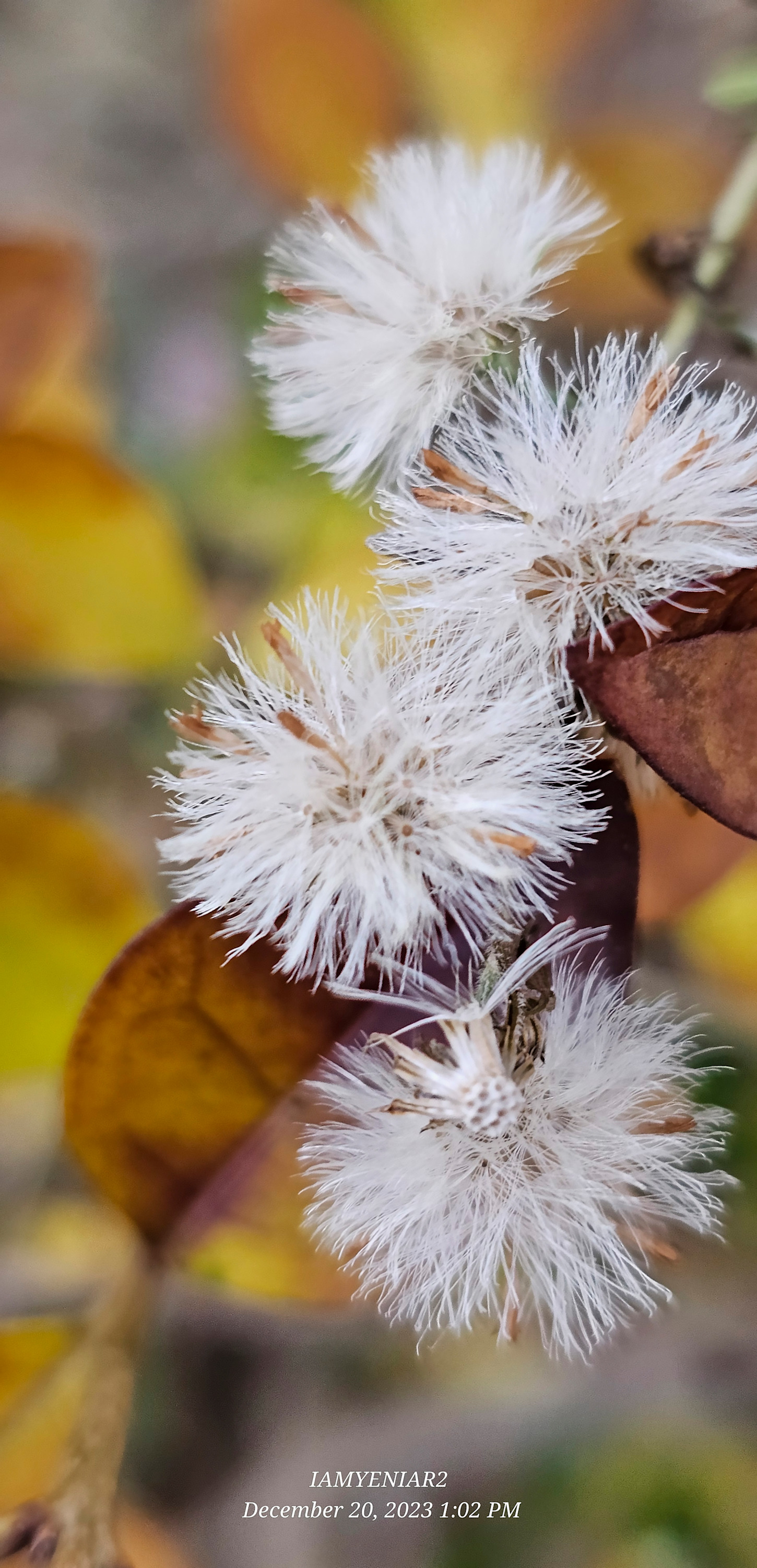 
        <div class='title'>
          Fall dandelions on leaf
        </div>
       