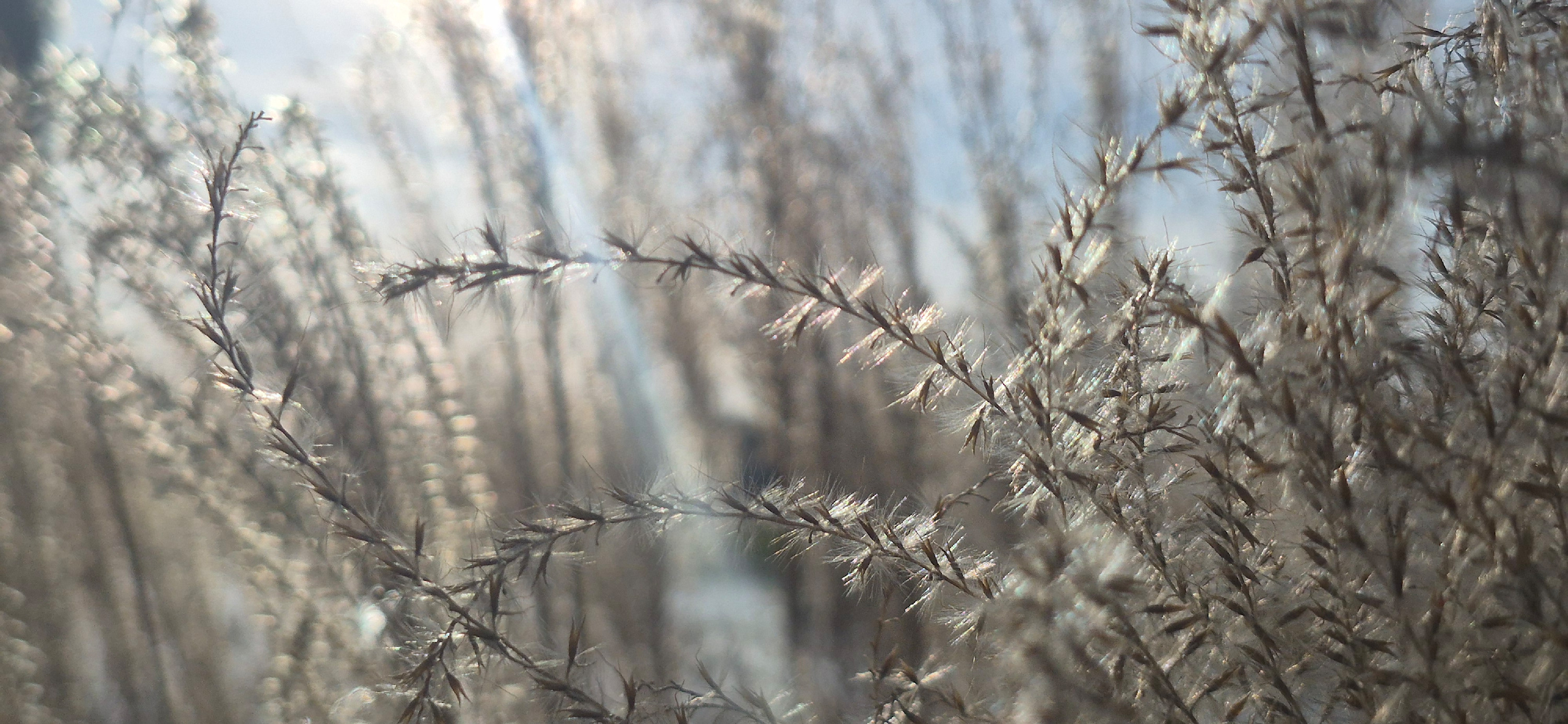 
        <div class='title'>
          Sunbeam through grass
        </div>
       