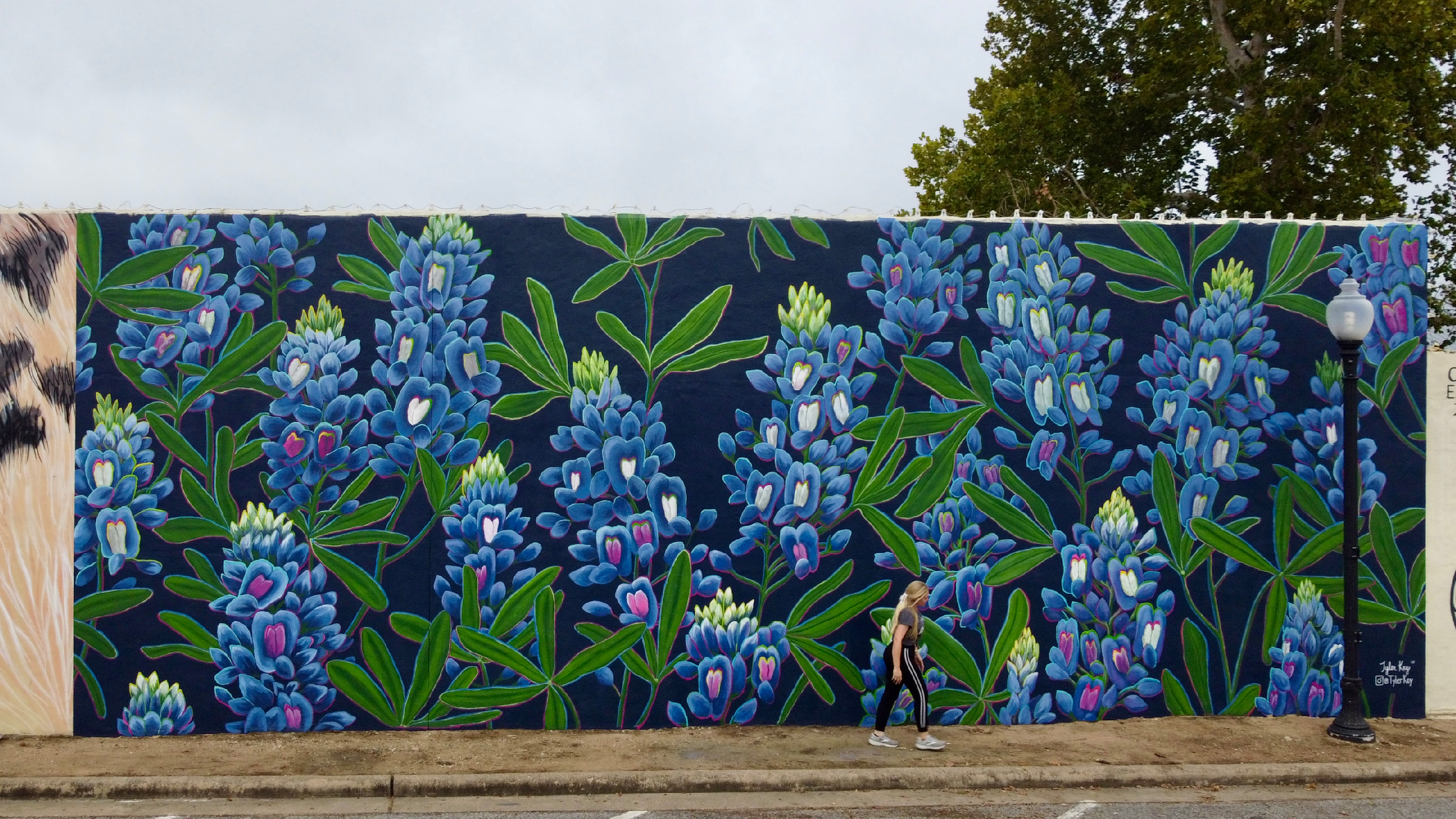 
        <div class='title'>
          Tyler Kay 2
        </div>
       