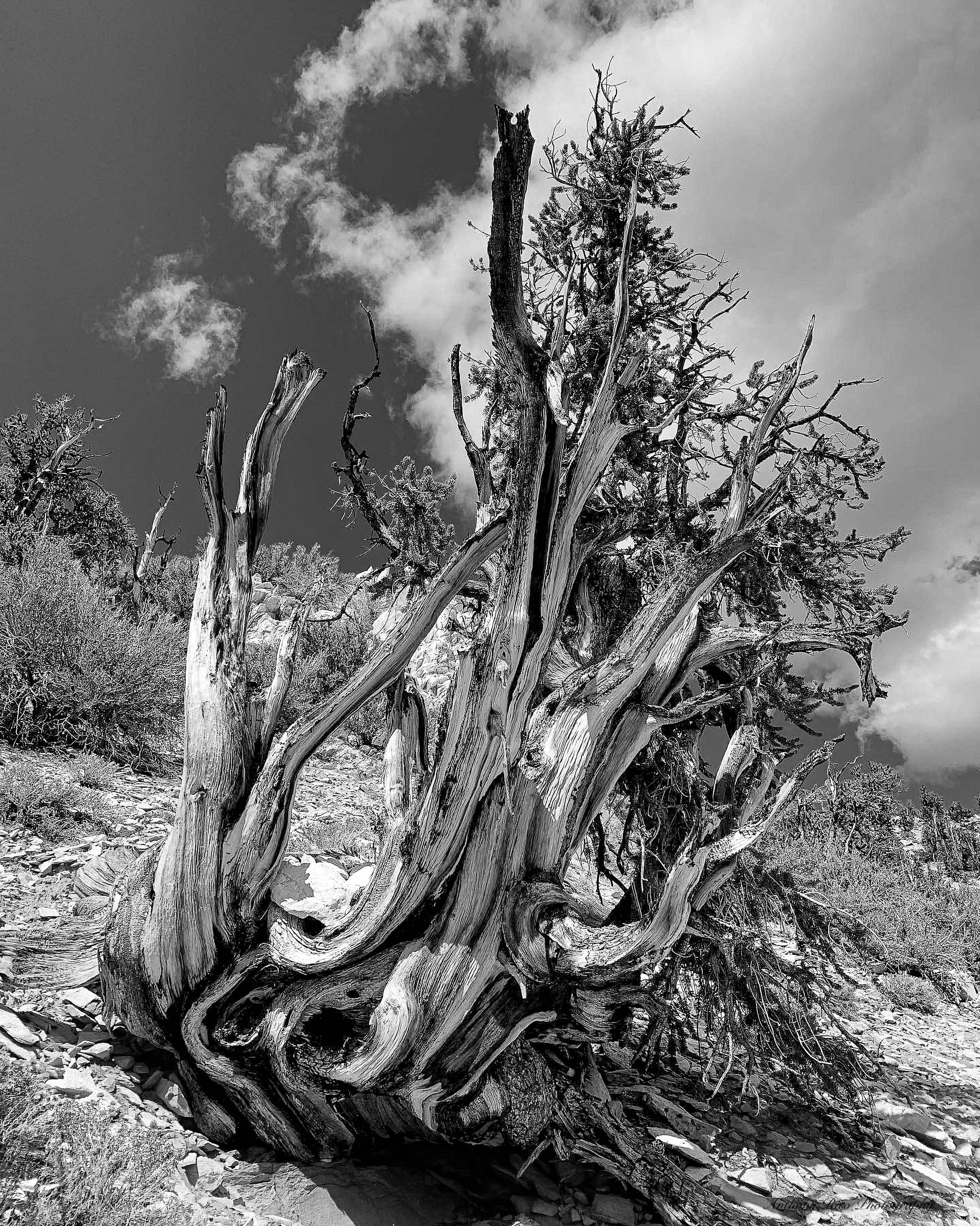 
        <div class='title'>
          Ancient Bristlecone Pine Tree
        </div>
       
