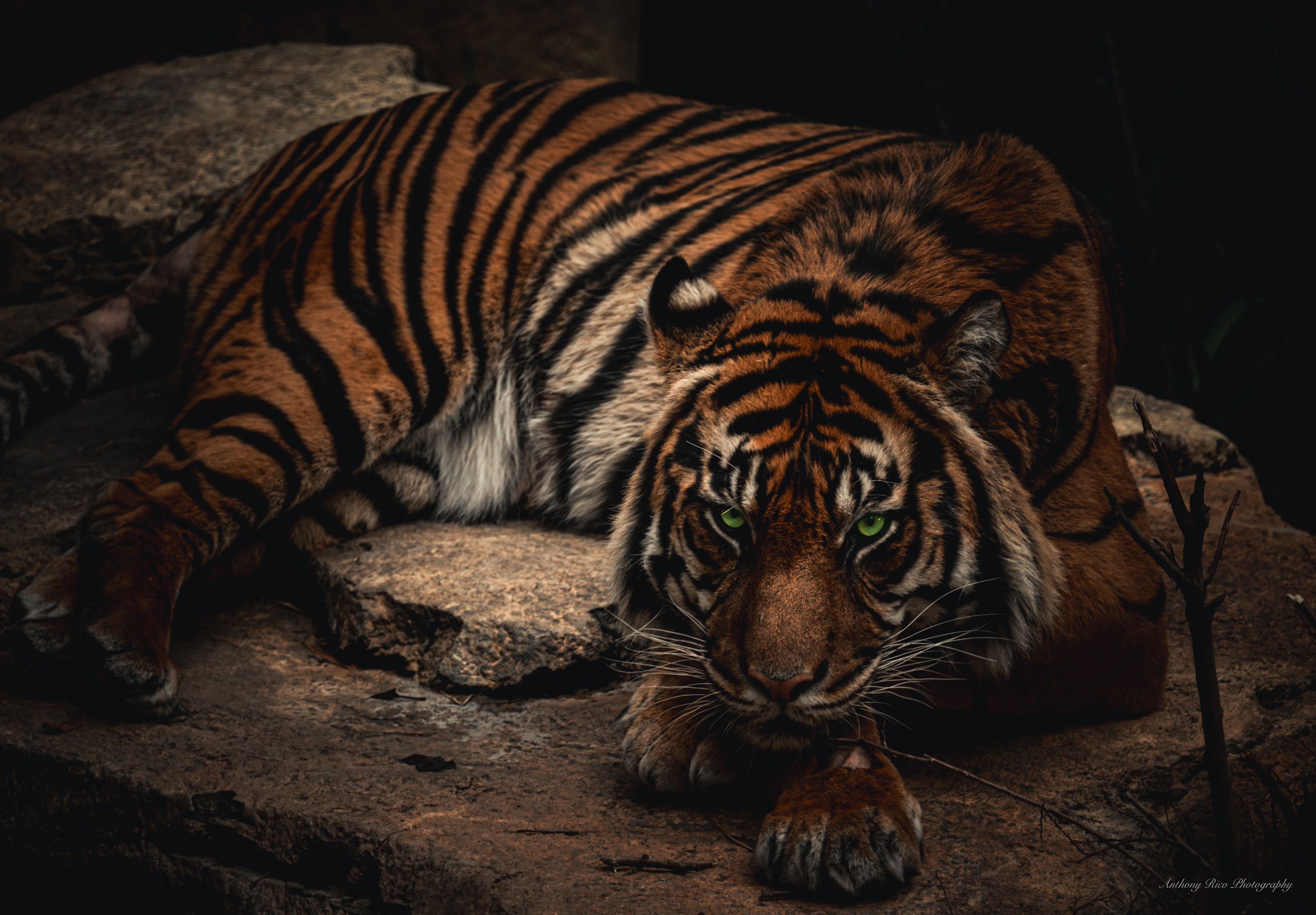 
        <div class='title'>
          Dark series Tiger
        </div>
       