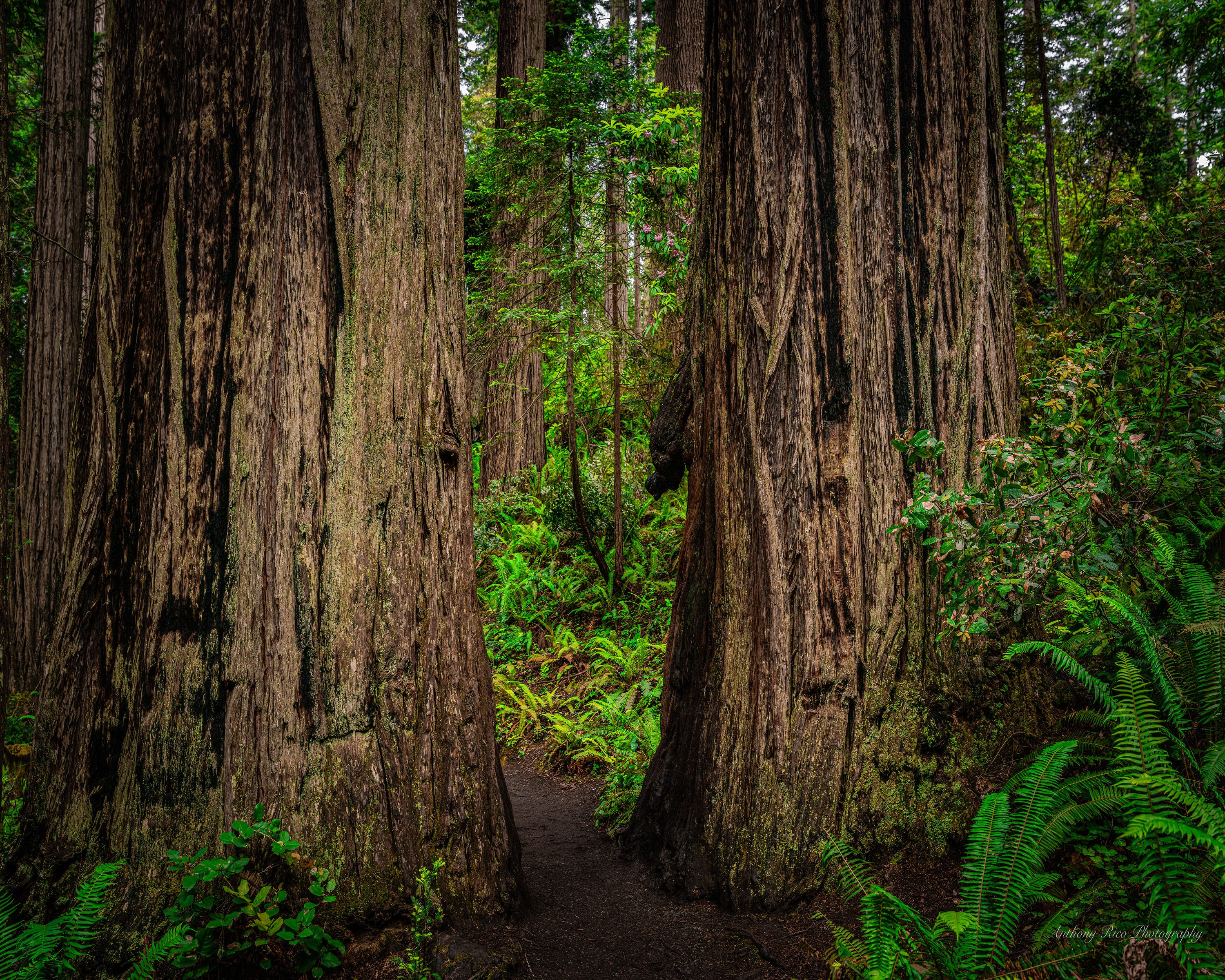 
        <div class='title'>
          Redwood Nationl Park,CA small 8x10
        </div>
       
        <div class='description'>
          
        </div>
      