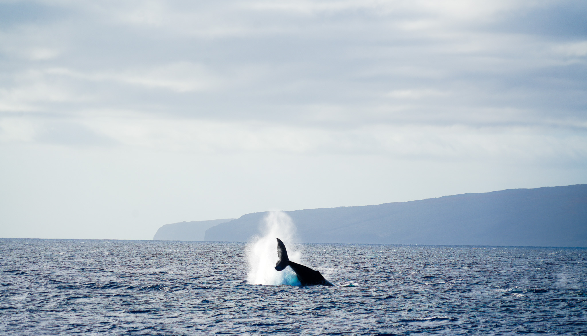 
        <div class='title'>
          PDB08792 4
        </div>
       
        <div class='description'>
          
        </div>
      