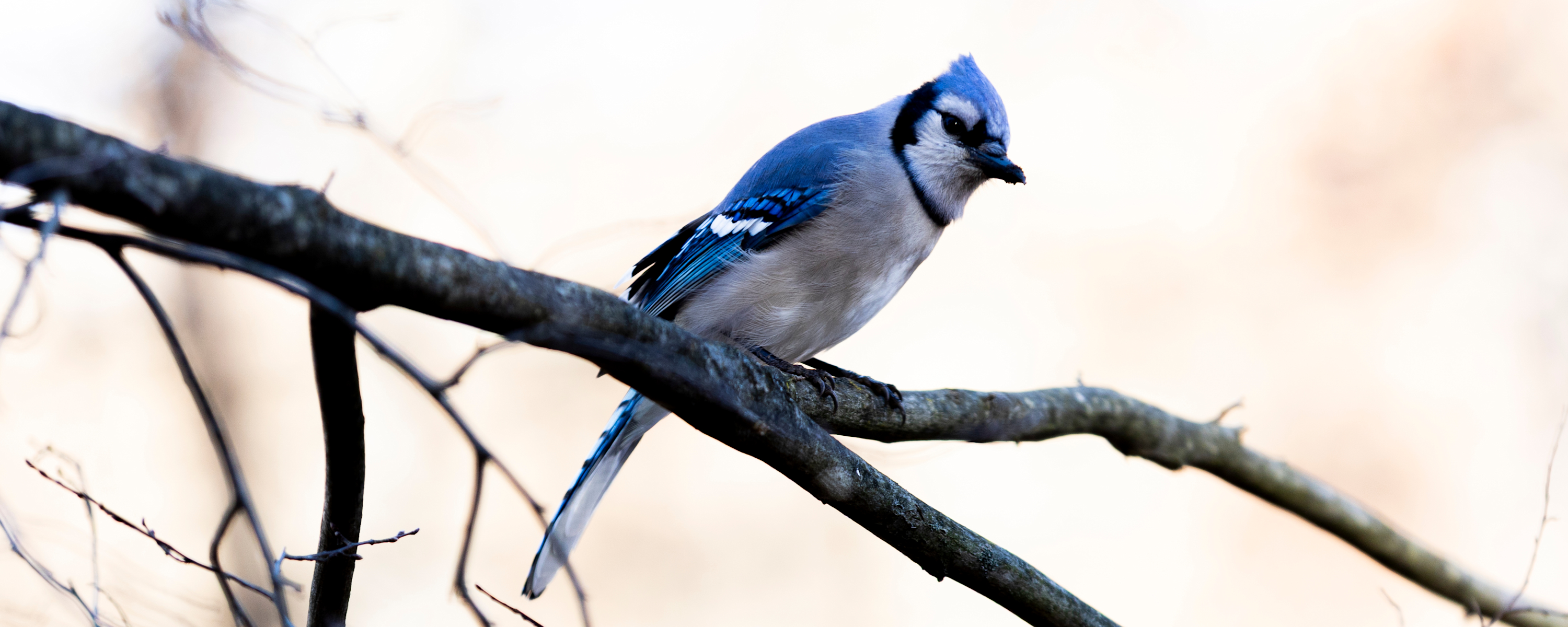 
        <div class='title'>
          5
        </div>
       