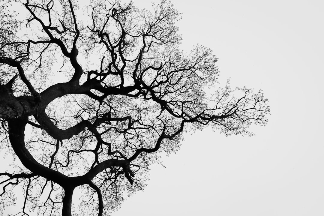Tree branches revealing self-similar fractal patterns