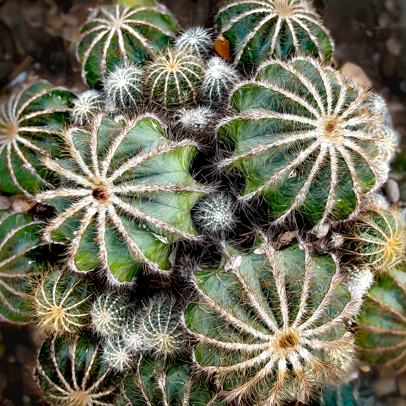 Ballooncactus eldscw