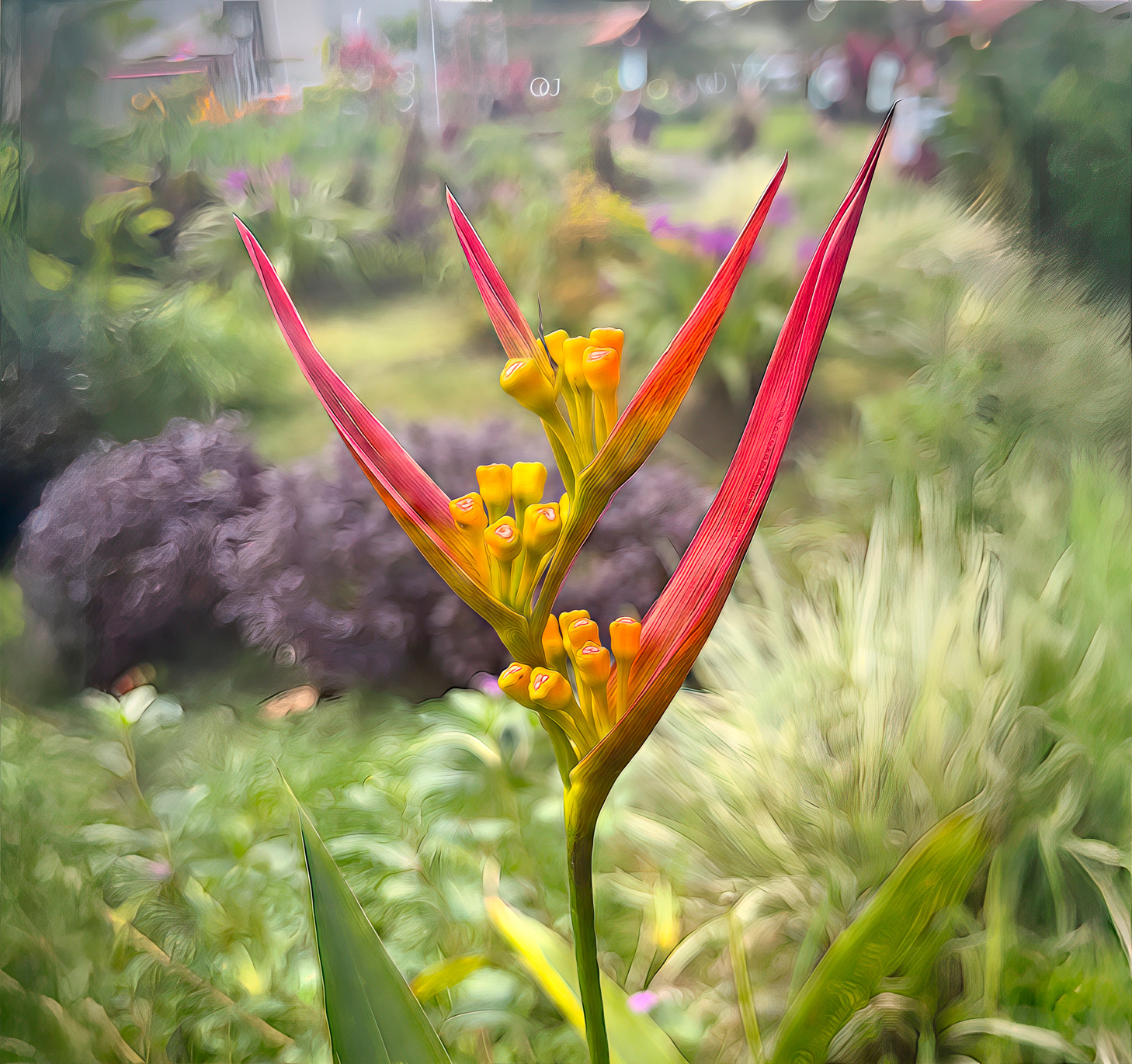 Birdofparadise cmzwtk