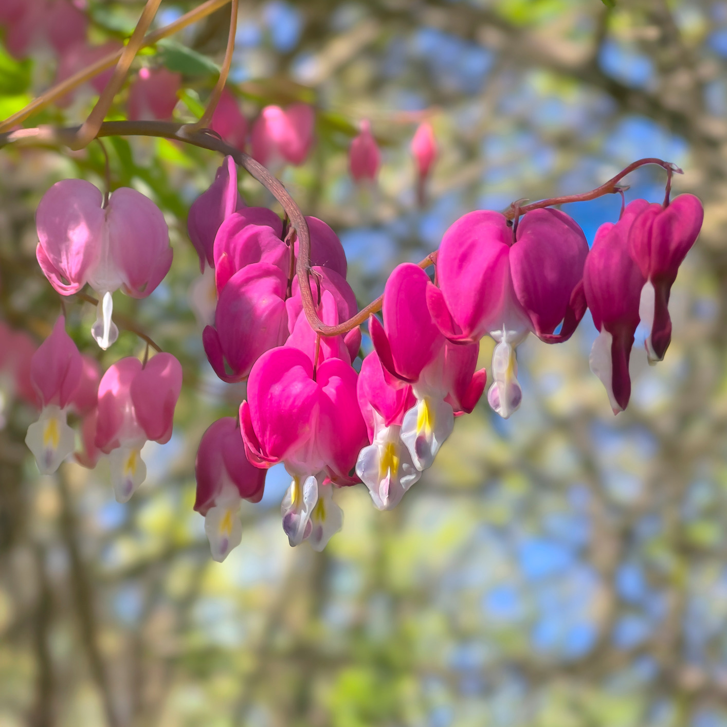 Bleedingheart2 hhfcte