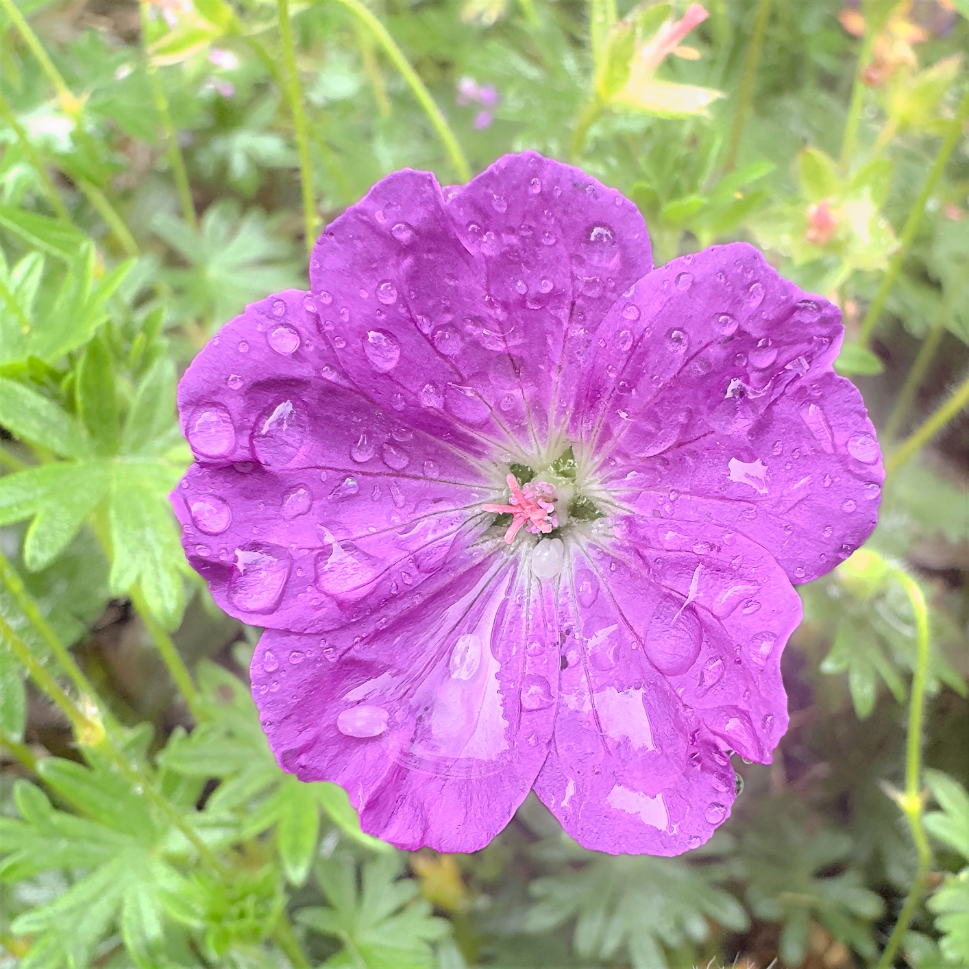 Bloodygeranium kjclf6