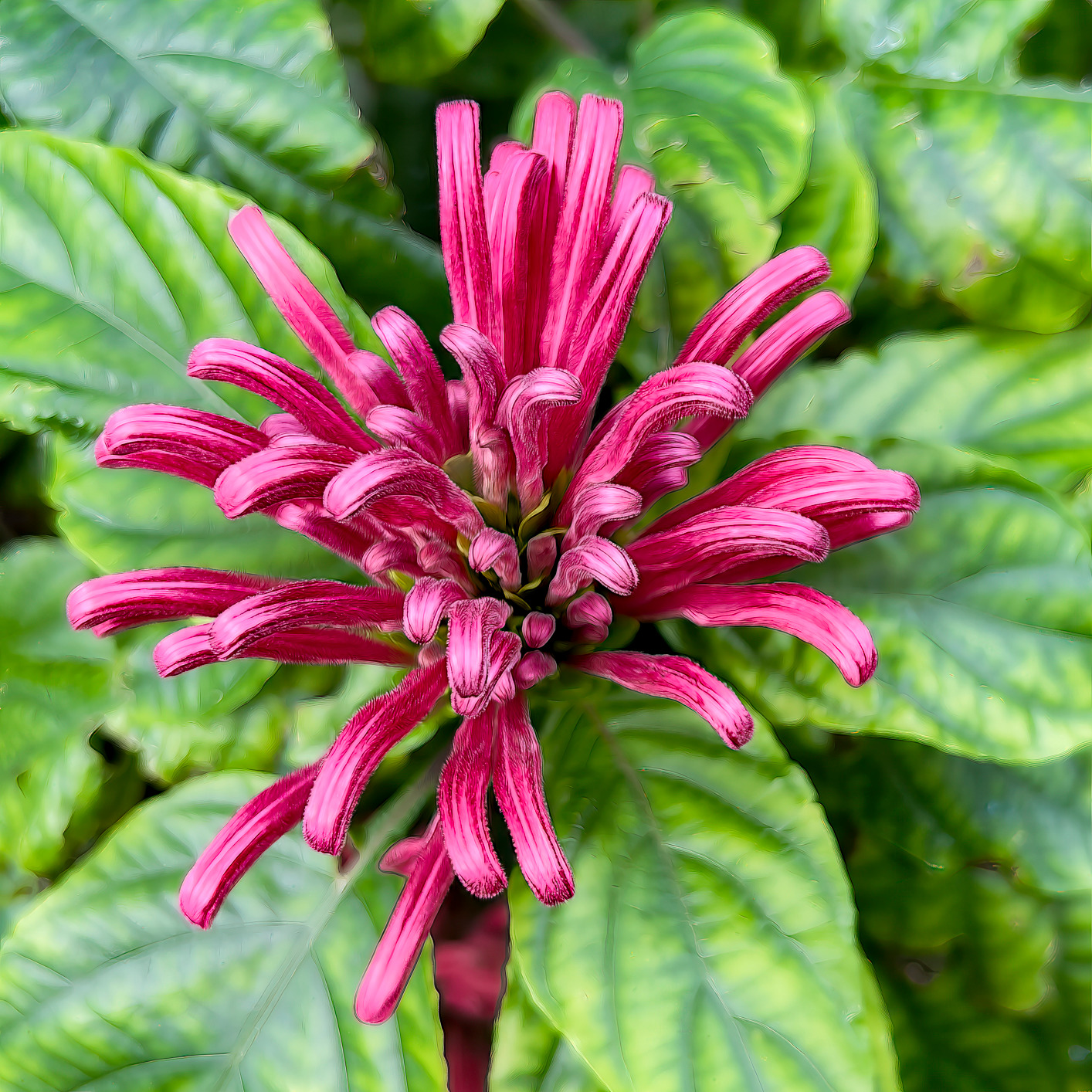 Brazilianplume trripn