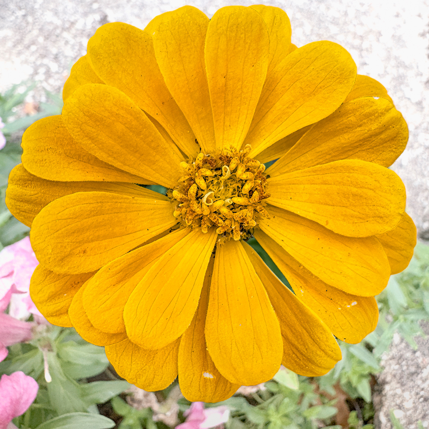 Yellowzinnia d1wtdx