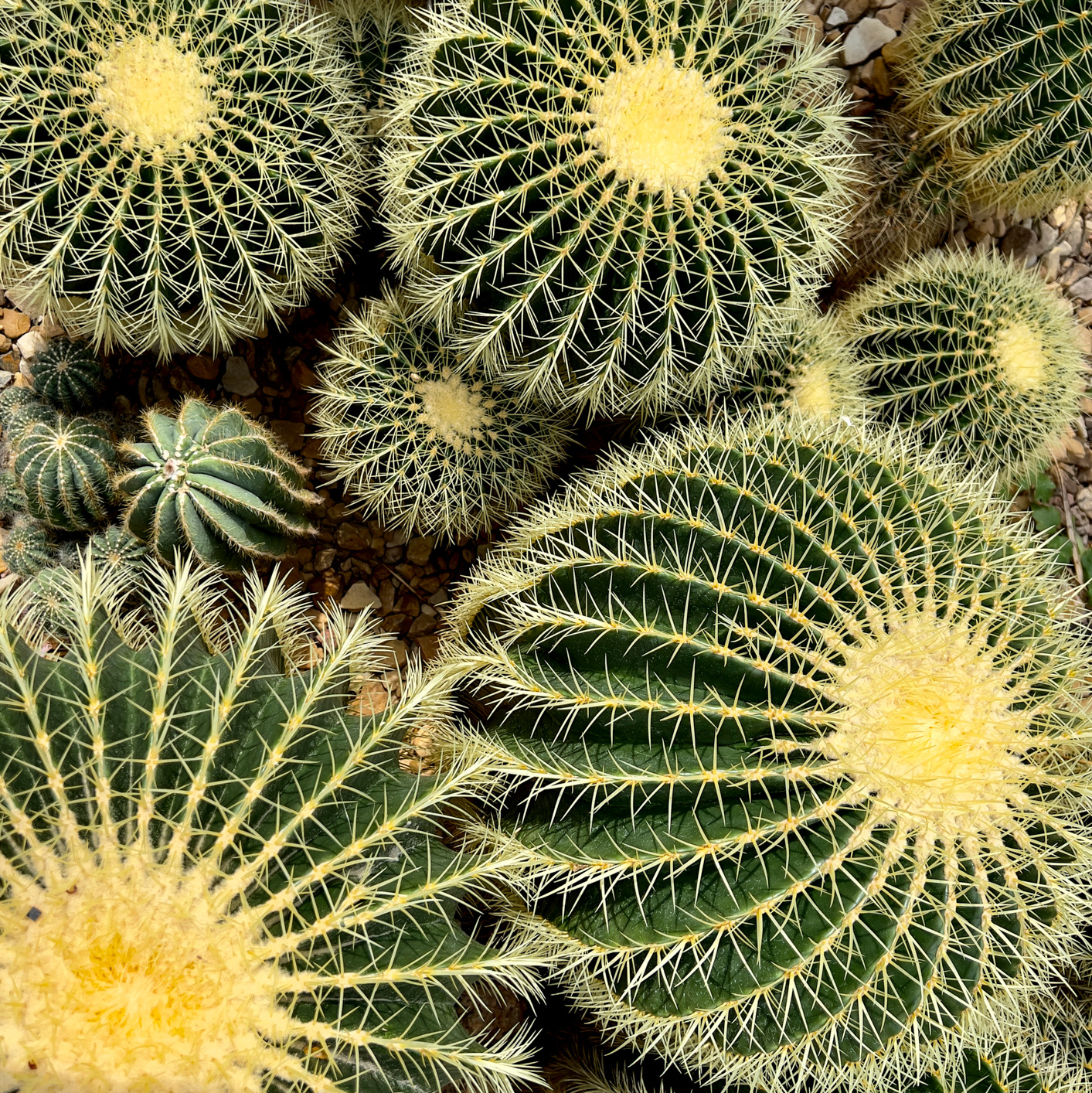 Goldenbarrelcactus uoqquy