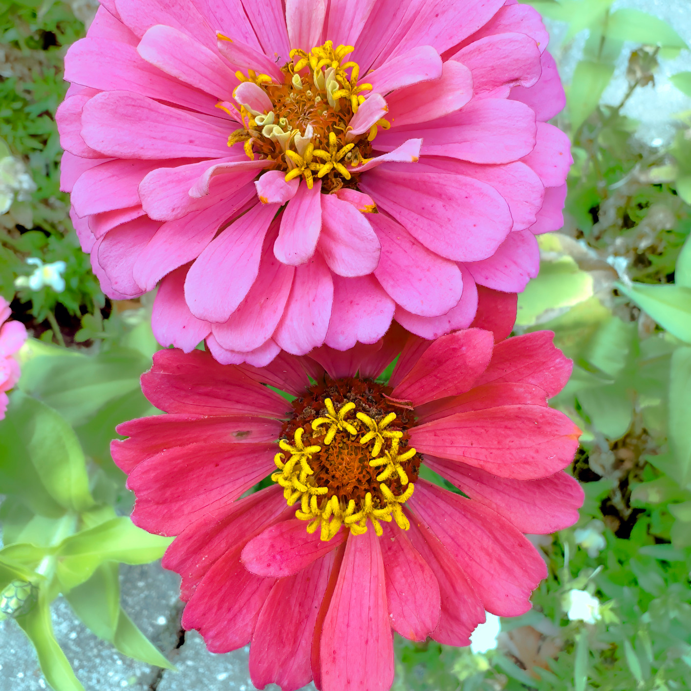 Pinkzinnia pka2my