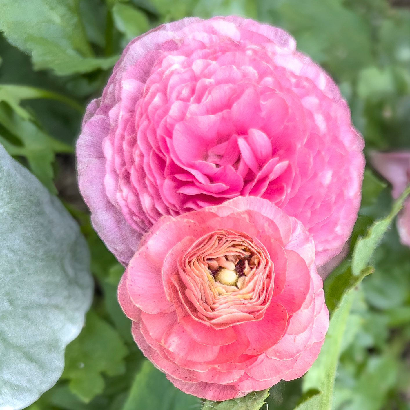 Persianbuttercup dvake5