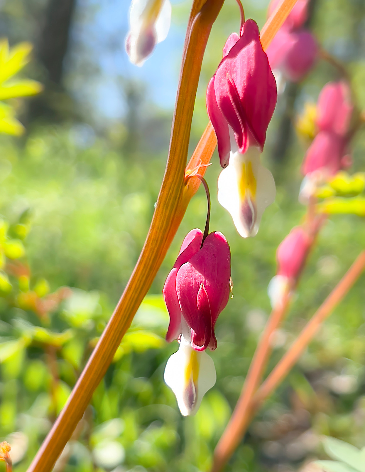 Bleedingheart wnhgic