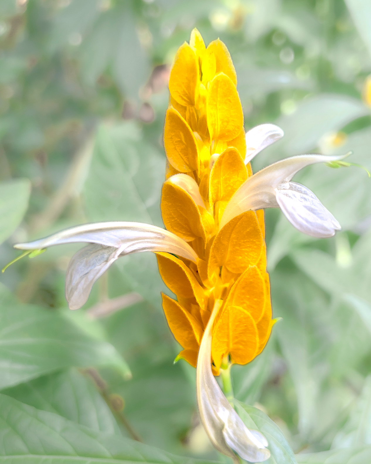 Goldenshrimpplant tfutpx