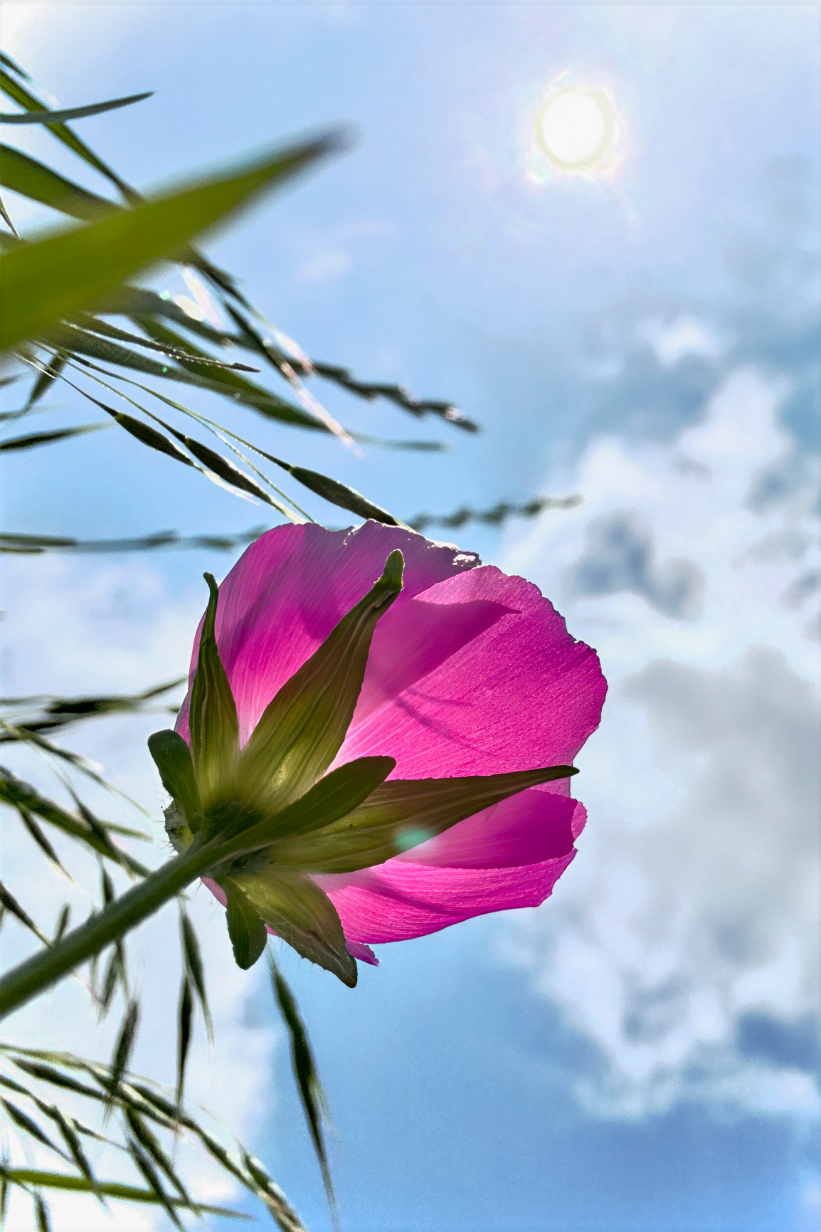 Purplepoppymallow thy9v0