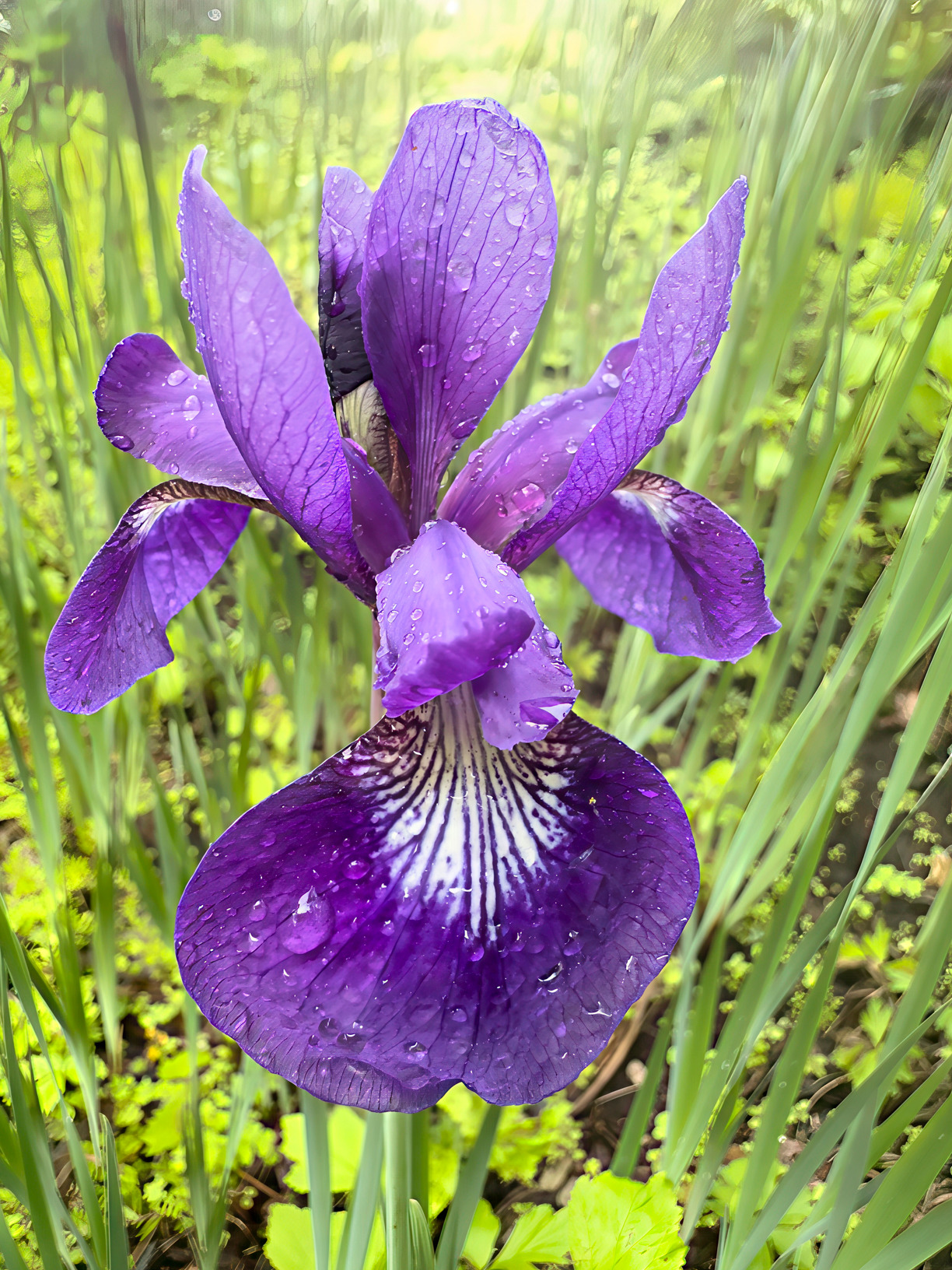 Sibeerianiris ckywba