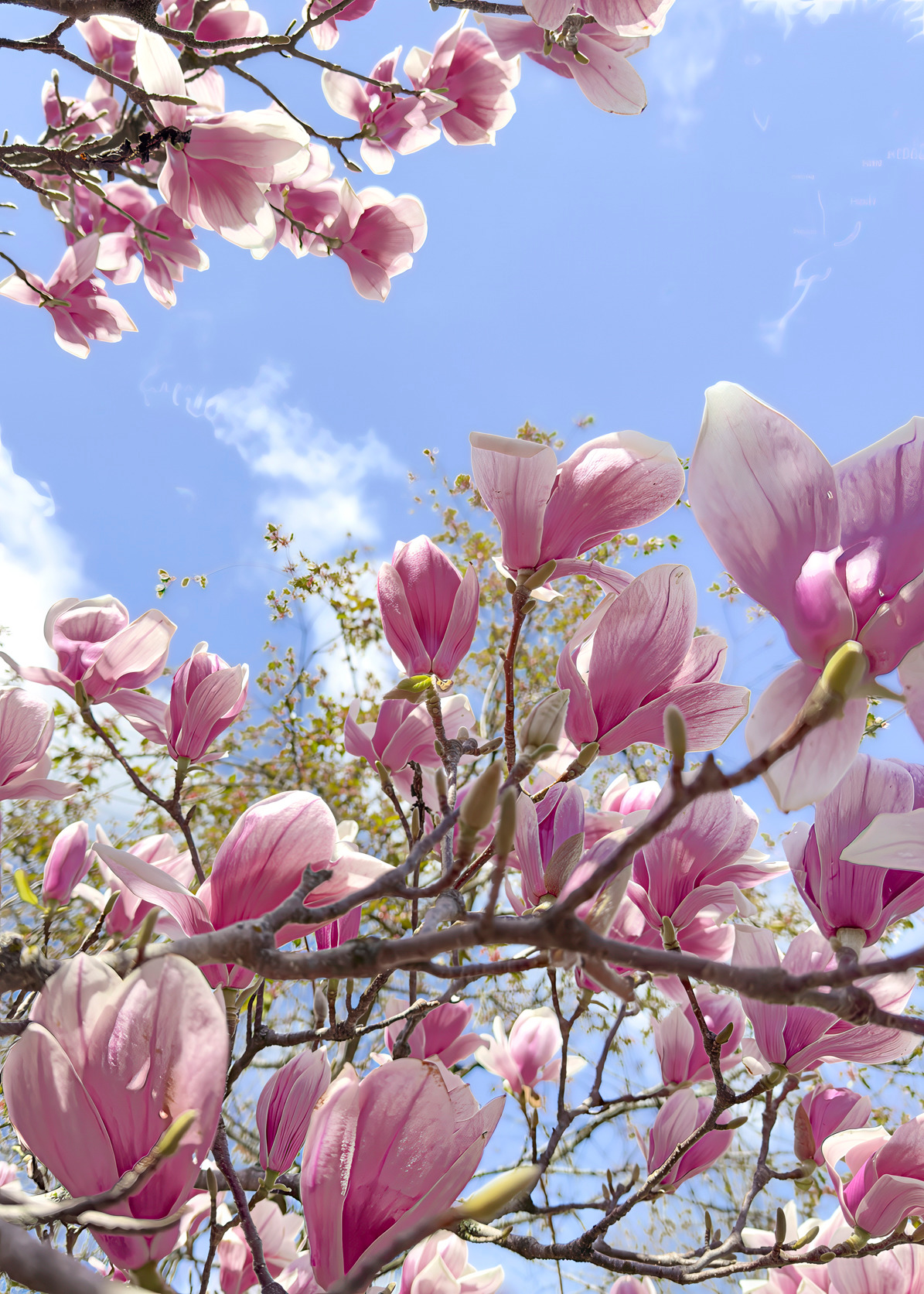 Tulipmagnolia yeeoqj