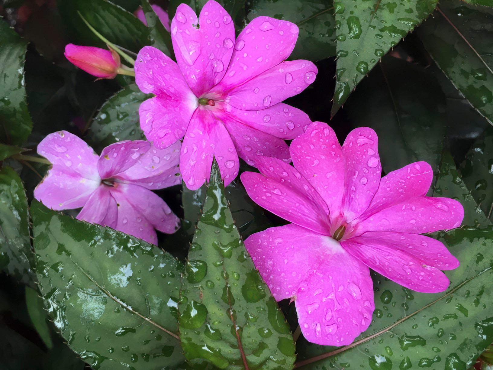 Newguineaimpatiens cq2qm6