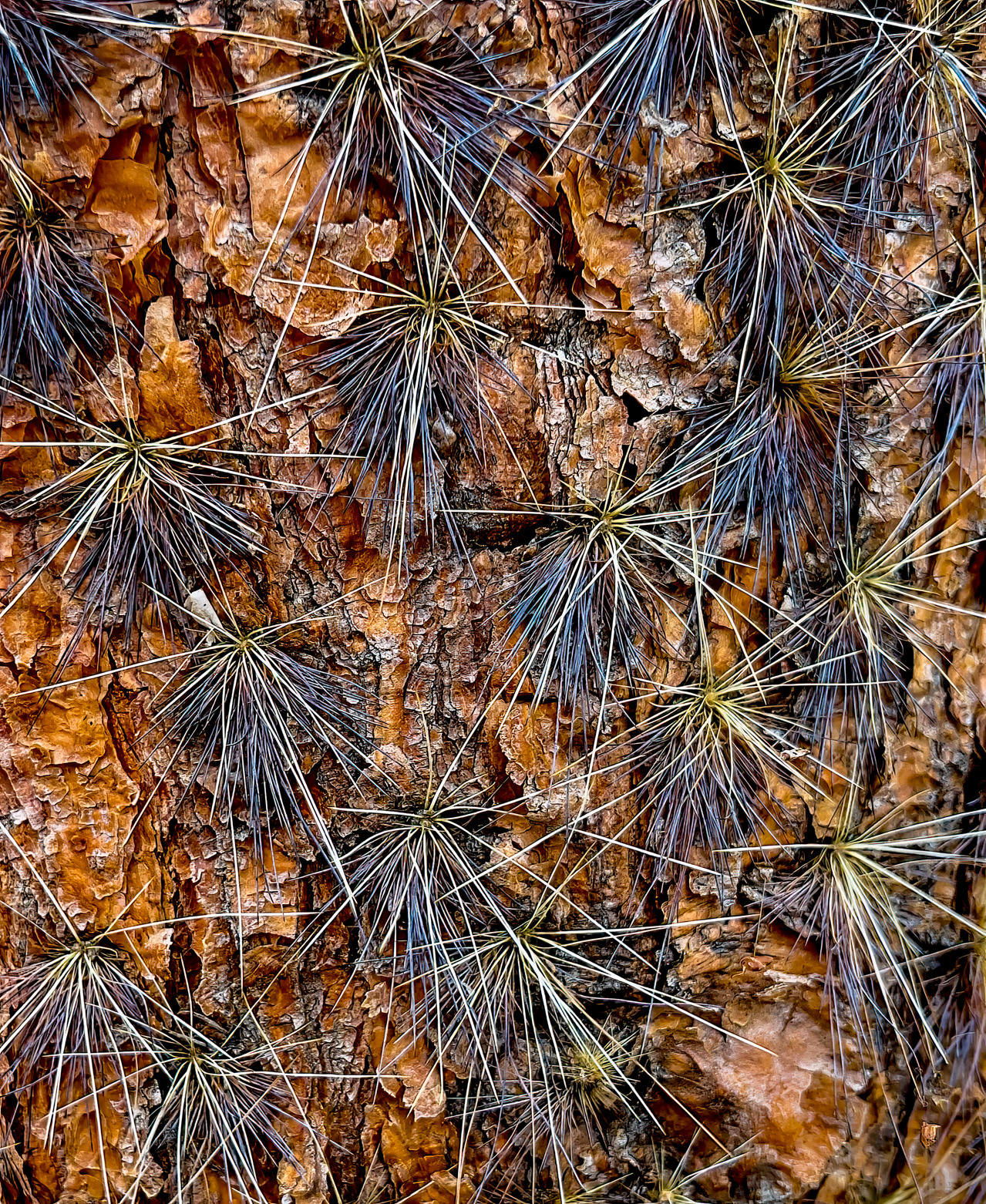 Easternwhitepine h7sn60