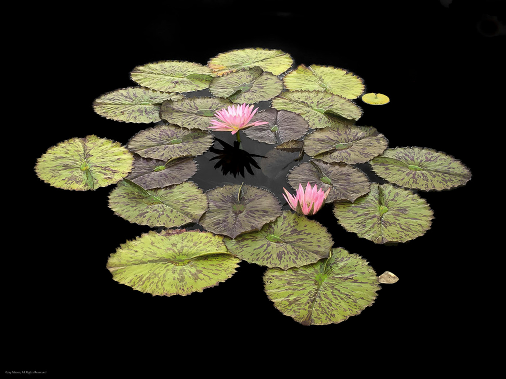 Bluewaterlily hc4blc