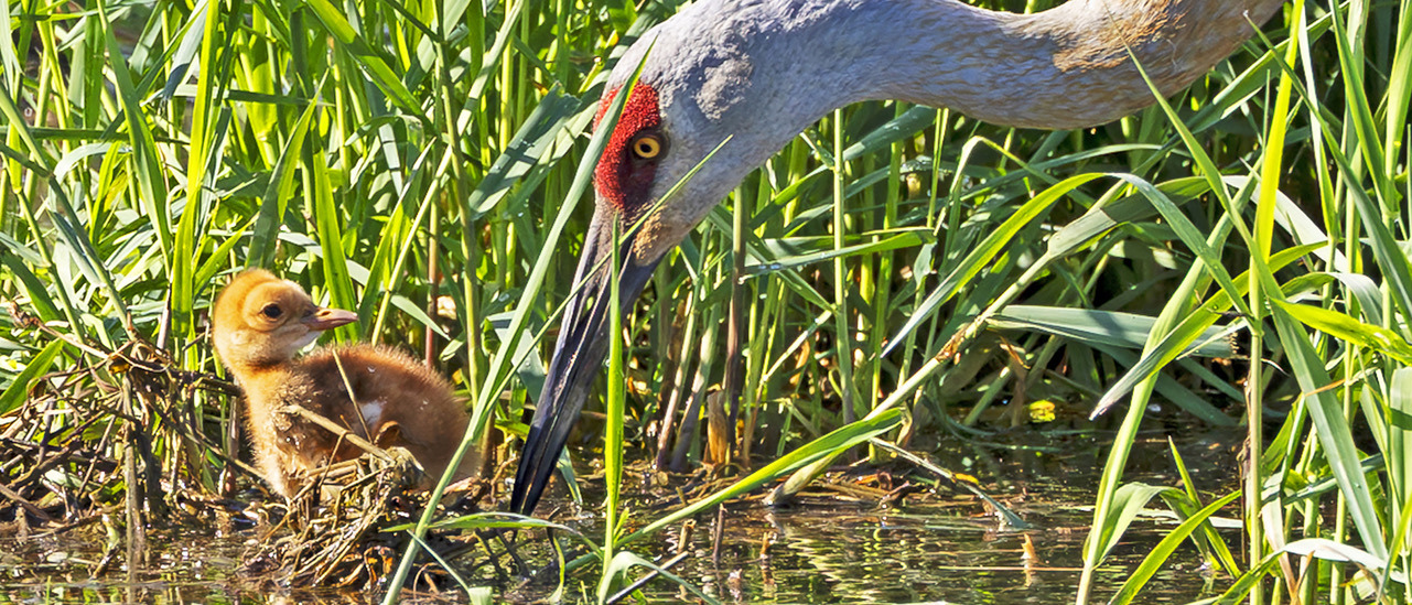 
        <div class='title'>
          SACR chick banner
        </div>
       