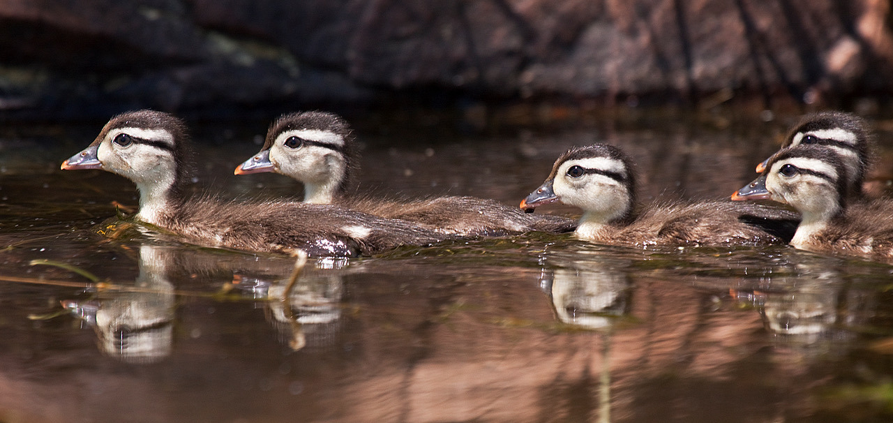 
        <div class='title'>
          Tiller wood ducklings 5217 tif
        </div>
       
