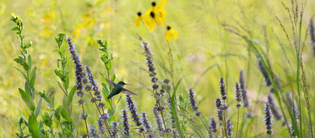 
        <div class='title'>
          prairie flight banner
        </div>
       