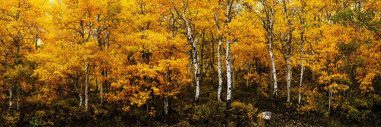 
        <div class='title'>
          WasatchFall Utah AlpineLoop Aspen Autumn 20211007 08932sml 500Tall
        </div>
       