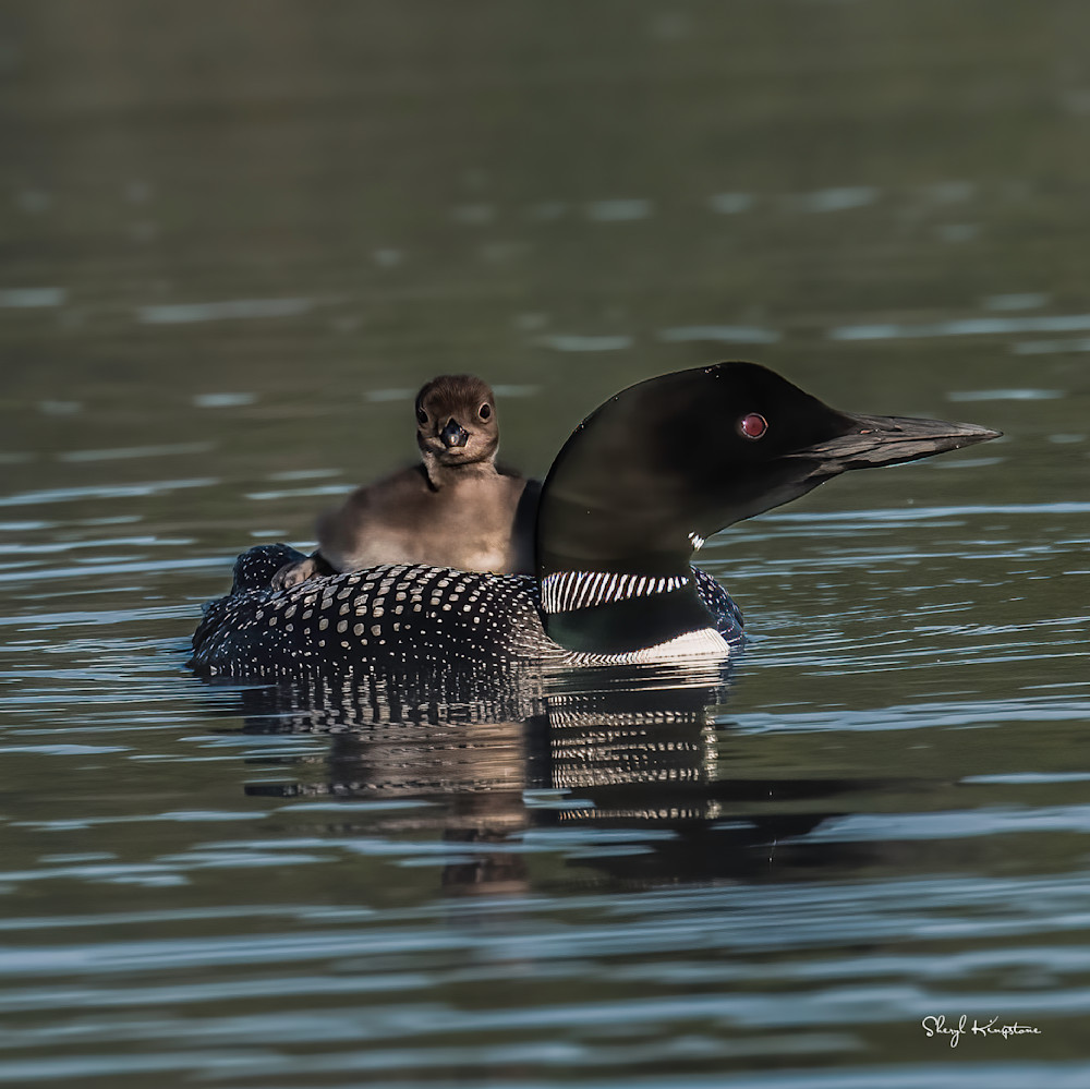 Dsc 2449 Square Art Print Partner Inc.